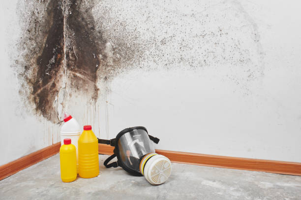 Best Mold Removal Company Near Me  in Farmers Loop, AK