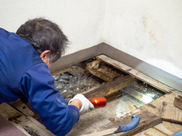 Best Certified Mold Removal  in Farmers Loop, AK