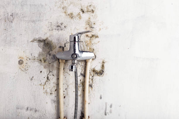 Best Black Mold Removal  in Farmers Loop, AK