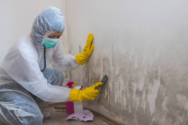 Best Mold Testing  in Farmers Loop, AK
