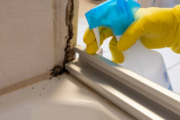 Professional Mold Removal in Farmers Loop, AK