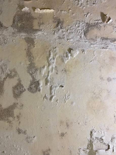 Best Black Mold Removal  in Farmers Loop, AK