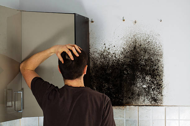 Best Professional Mold Removal  in Farmers Loop, AK
